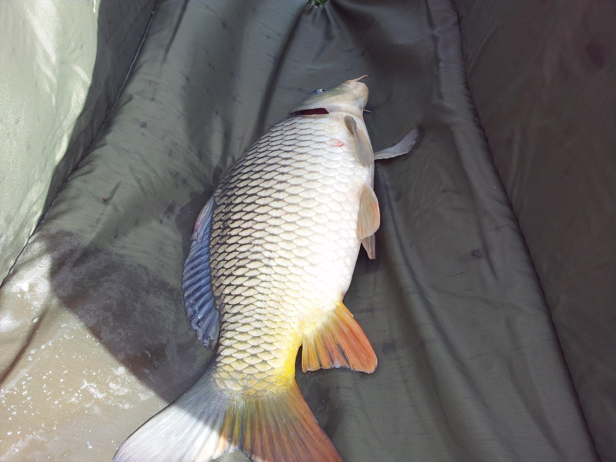 pescuit la crap - 20130922115633.jpg